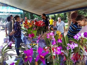 Consumidores aprovam primeira Feira das Flores em Maringá